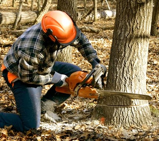 Tree Removal in Newcastle, ME